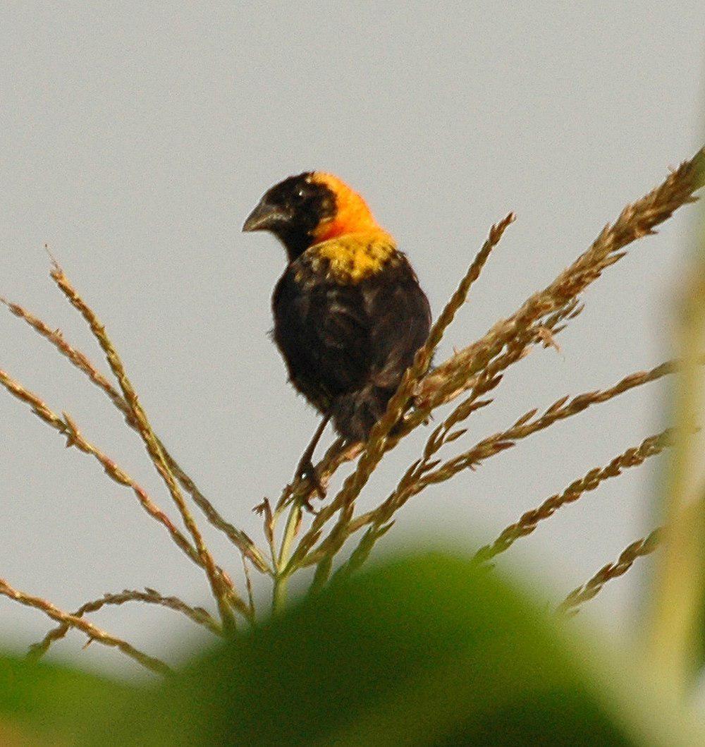 黑巧织雀 / Black Bishop / Euplectes gierowii