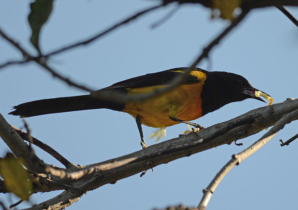 黑臀拟鹂 / Black-vented Oriole / Icterus wagleri