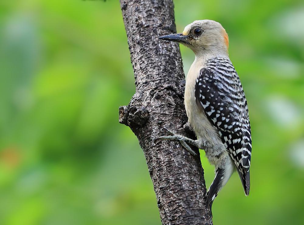 红冠啄木鸟 / Red-crowned Woodpecker / Melanerpes rubricapillus