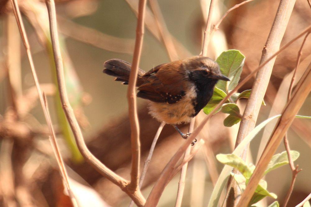 锈背蚁鹩 / Rusty-backed Antwren / Formicivora rufa