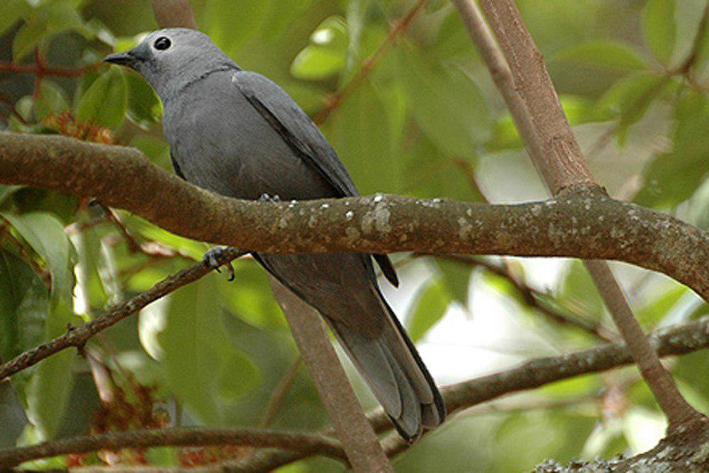 非洲灰鹃鵙 / Grey Cuckooshrike / Ceblepyris caesius