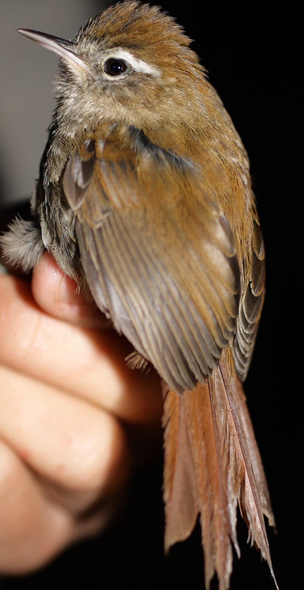 白眉针尾雀 / White-browed Spinetail / Hellmayrea gularis