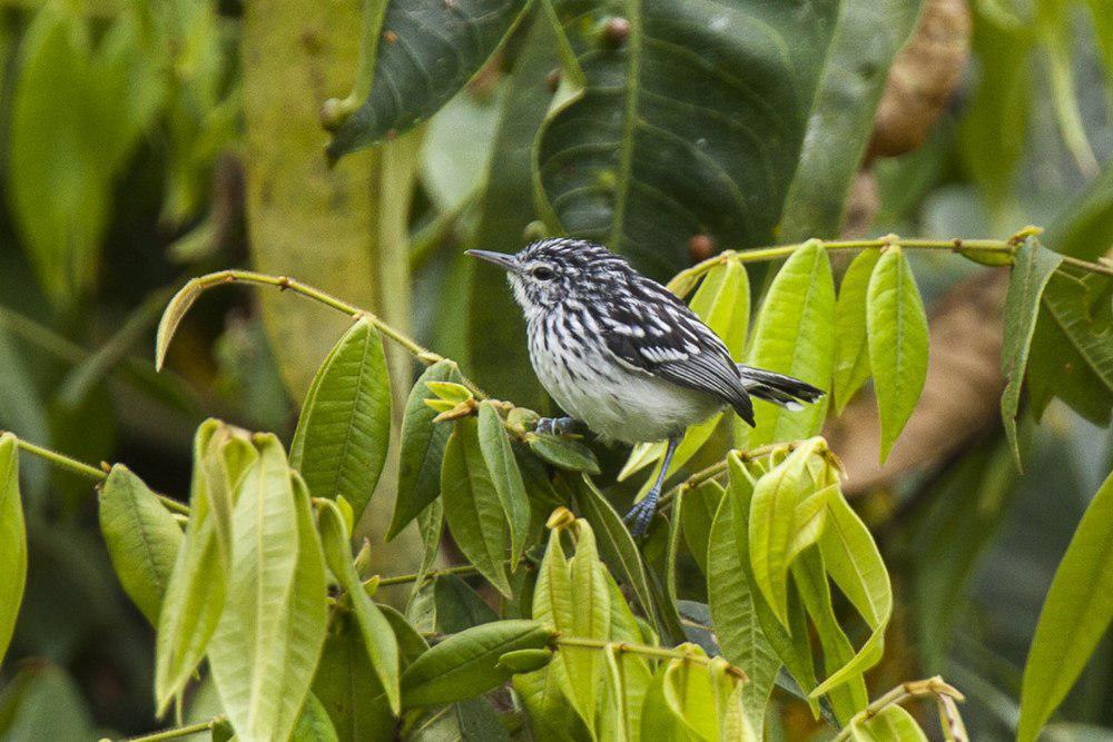 纹胸蚁鹩 / Stripe-chested Antwren / Myrmotherula longicauda