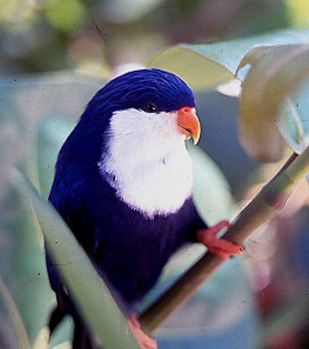 蓝鹦鹉 / Blue Lorikeet / Vini peruviana