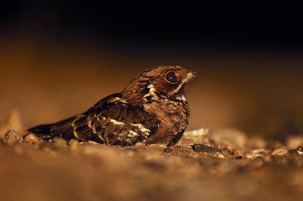 印度长尾夜鹰 / Jerdon\'s Nightjar / Caprimulgus atripennis