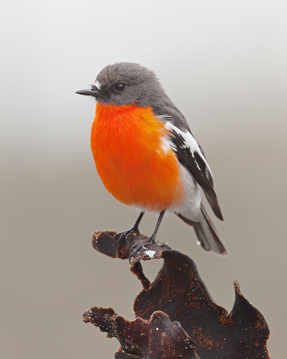 火红鸲鹟 / Flame Robin / Petroica phoenicea