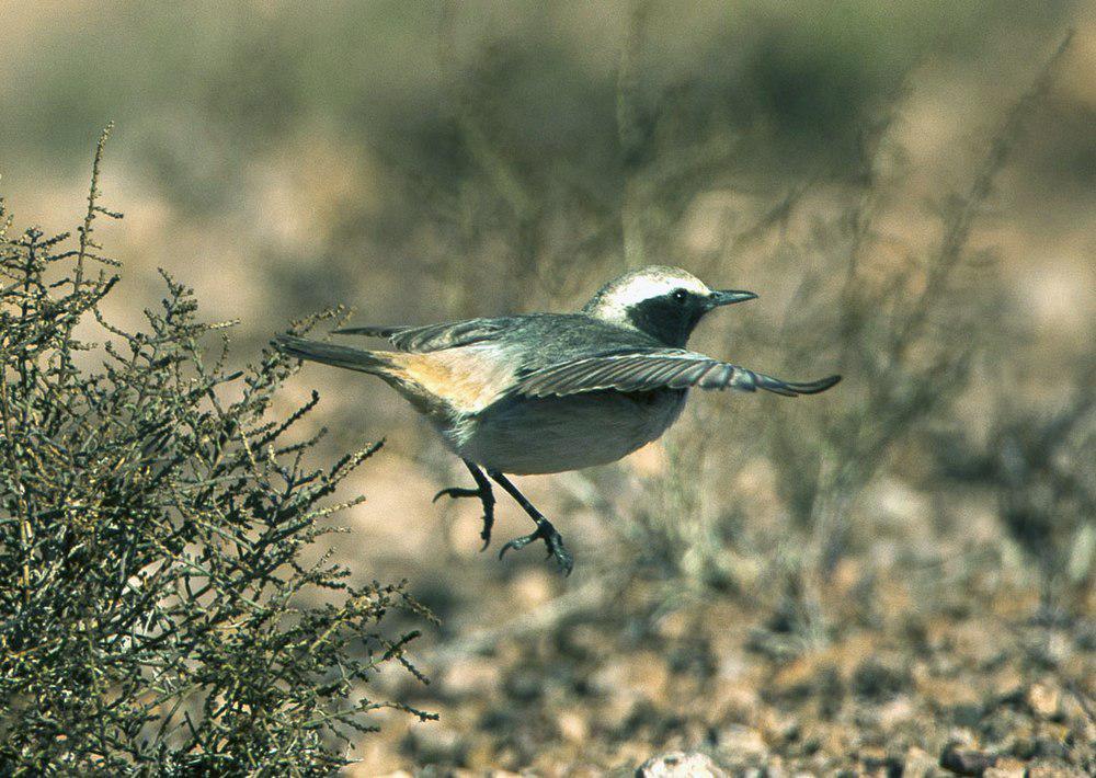 红腰䳭 / Red-rumped Wheatear / Oenanthe moesta