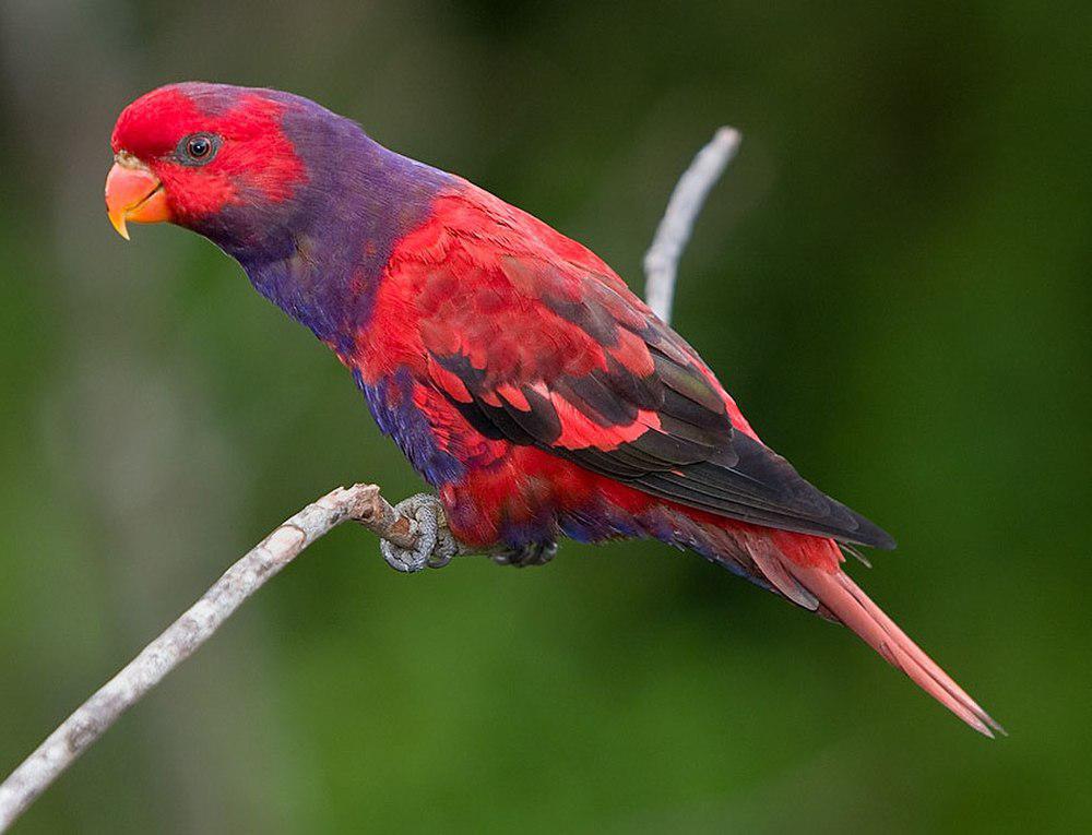 紫颈鹦鹉 / Violet-necked Lory / Eos squamata