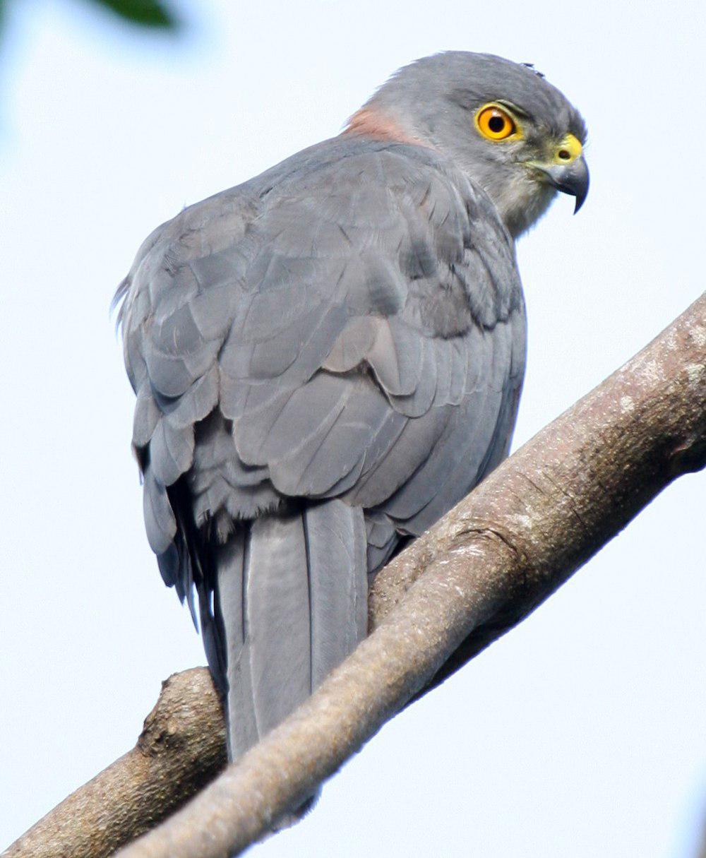 斐济鹰 / Fiji Goshawk / Accipiter rufitorques