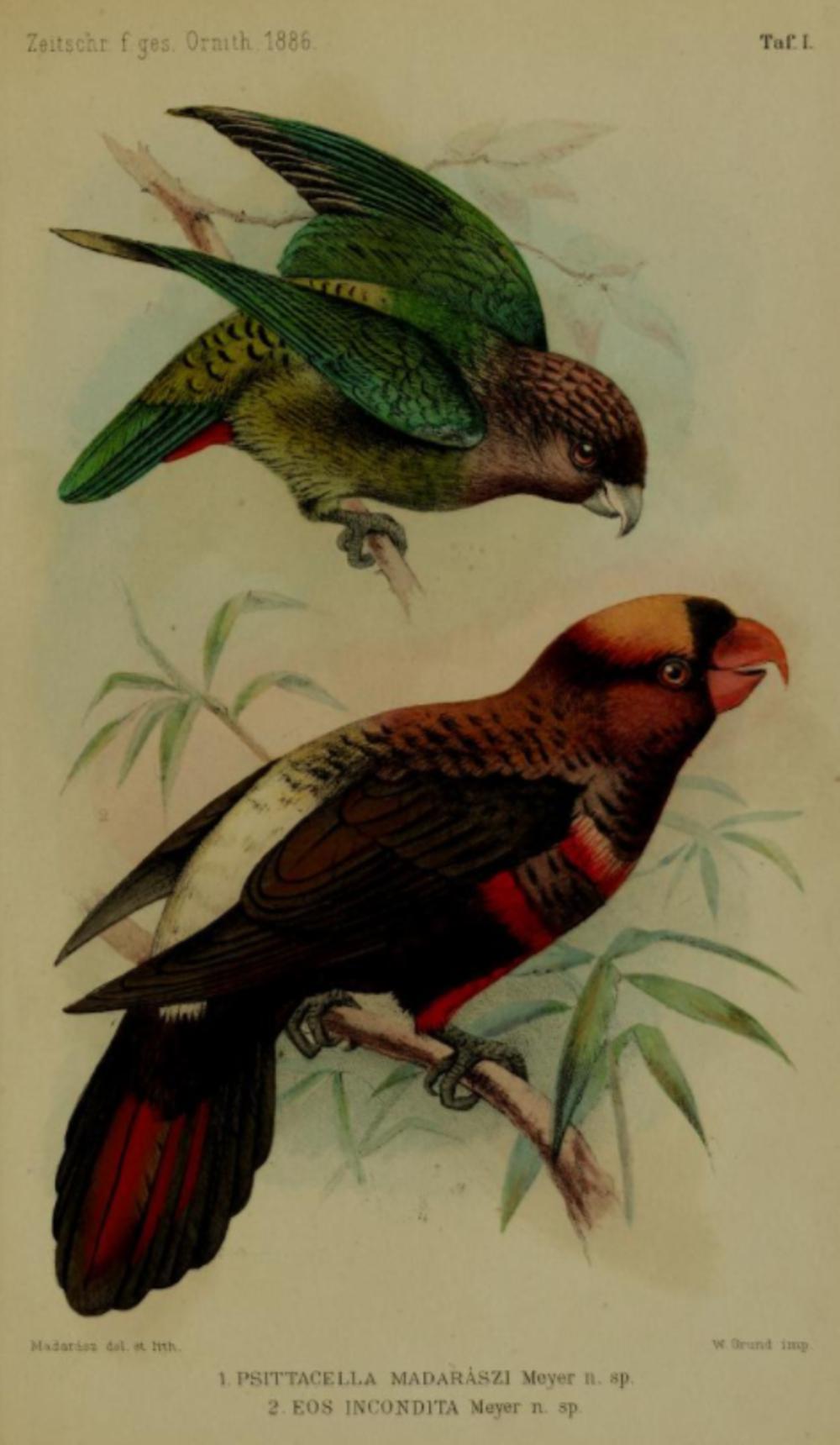 纹背绿鹦鹉 / Madarasz\'s Tiger Parrot / Psittacella madaraszi