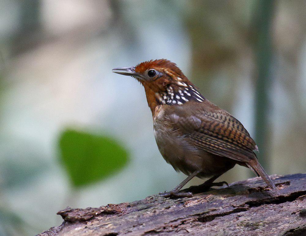 歌鹪鹩 / Musician Wren / Cyphorhinus arada