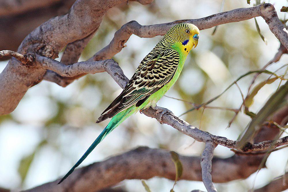 虎皮鹦鹉 / Budgerigar / Melopsittacus undulatus