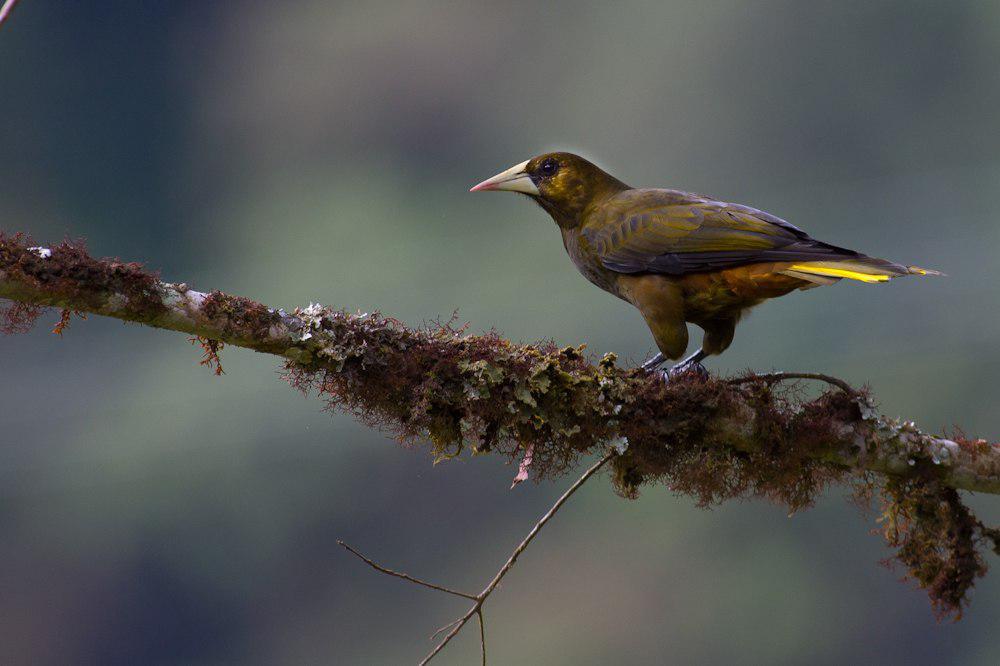 暗绿拟椋鸟 / Dusky-green Oropendola / Psarocolius atrovirens