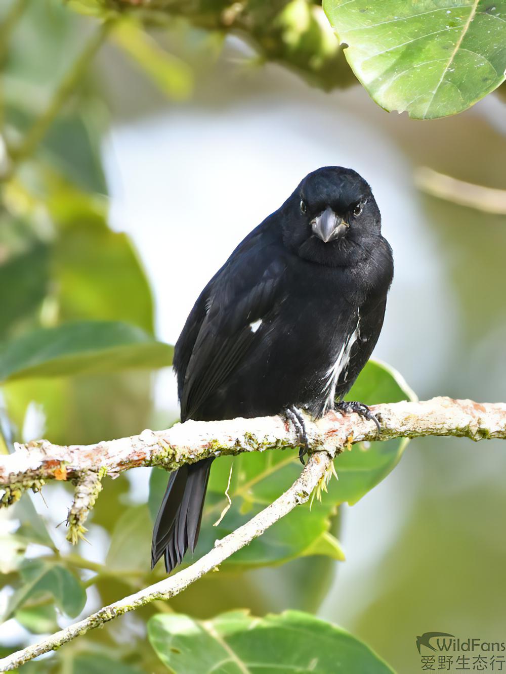 杂色食籽雀 / Variable Seedeater / Sporophila corvina