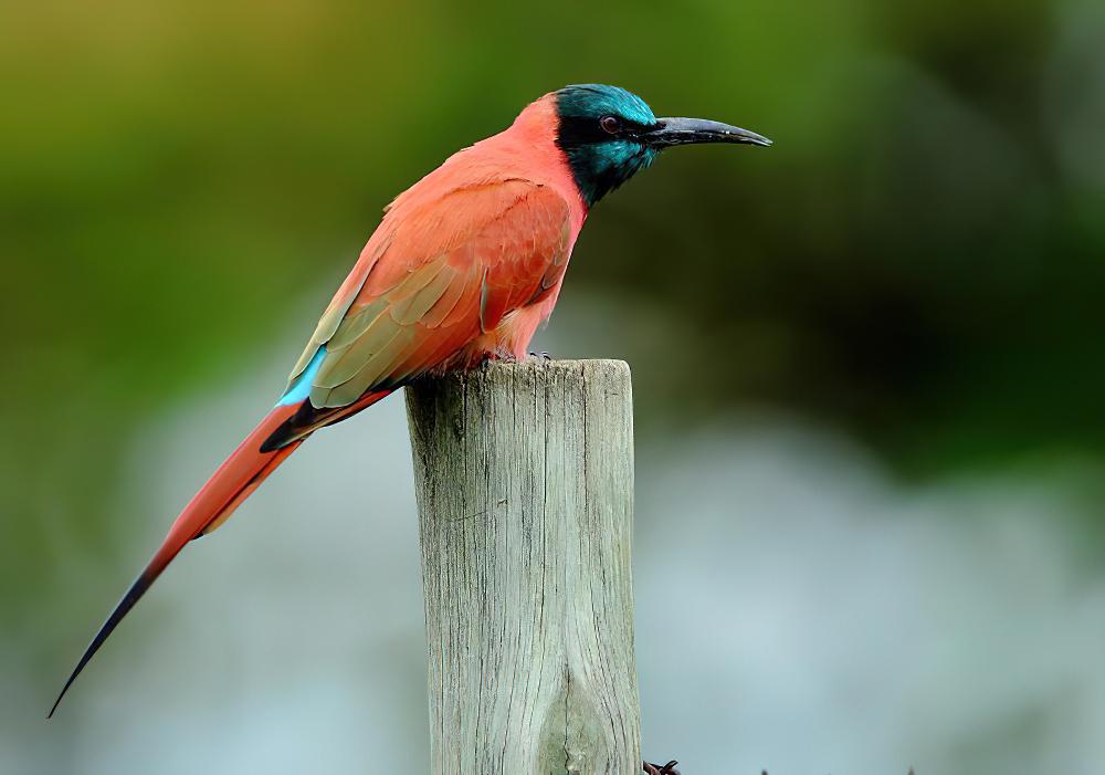 红蜂虎 / Northern Carmine Bee-eater / Merops nubicus