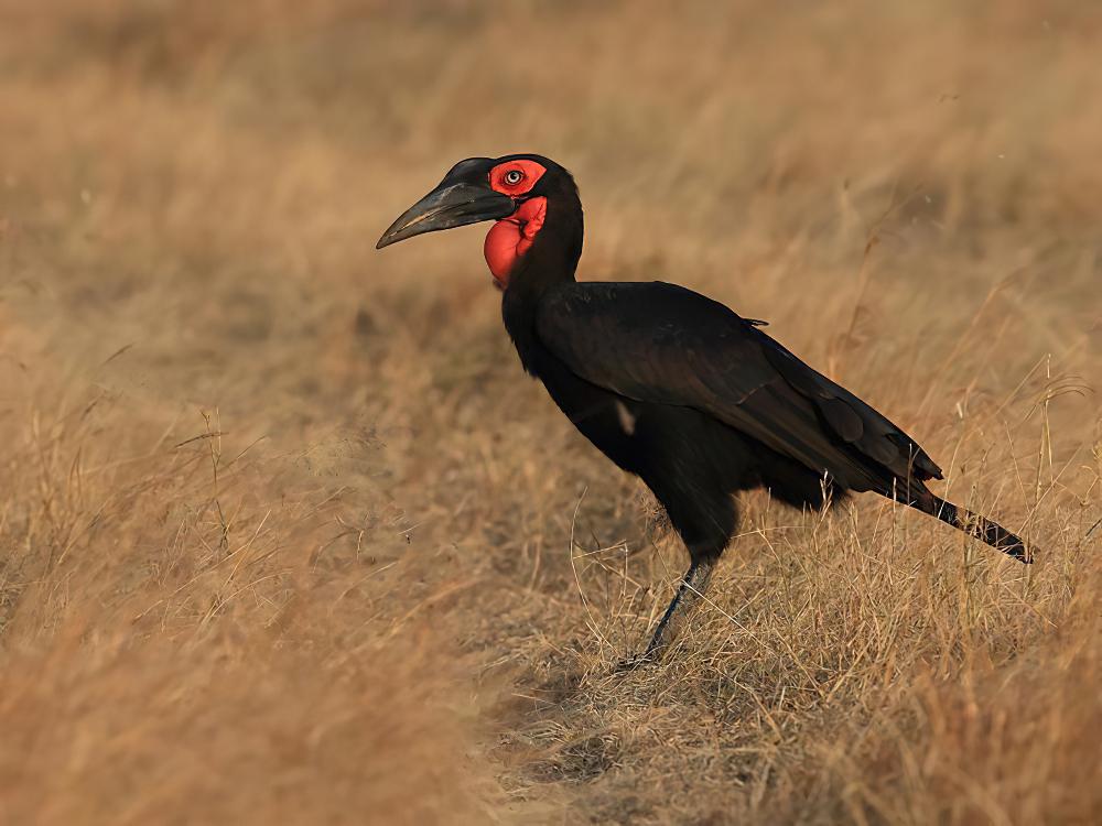 红脸地犀鸟 / Southern Ground Hornbill / Bucorvus leadbeateri