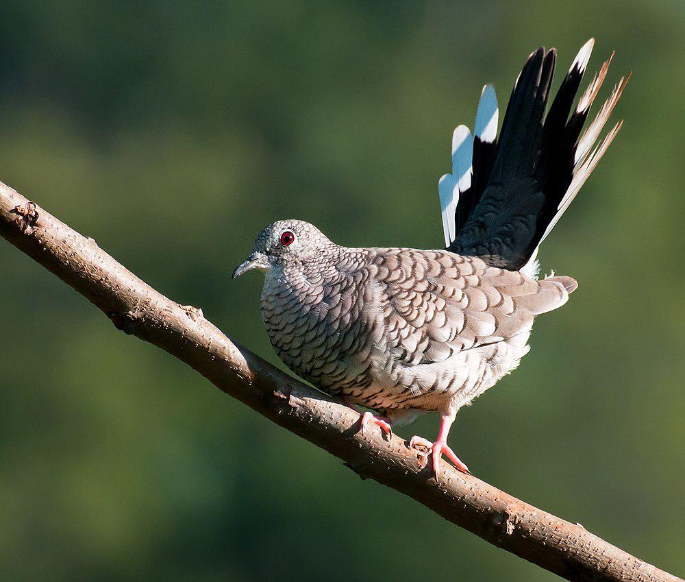 鳞斑地鸠 / Scaled Dove / Columbina squammata