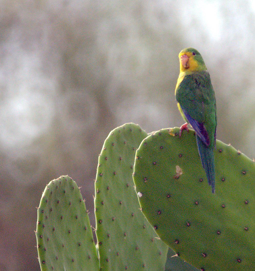 山鹦哥 / Mountain Parakeet / Psilopsiagon aurifrons