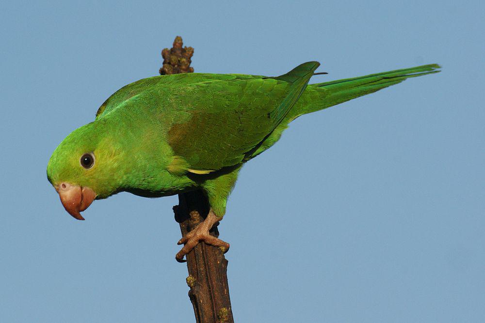 纯色鹦哥 / Plain Parakeet / Brotogeris tirica