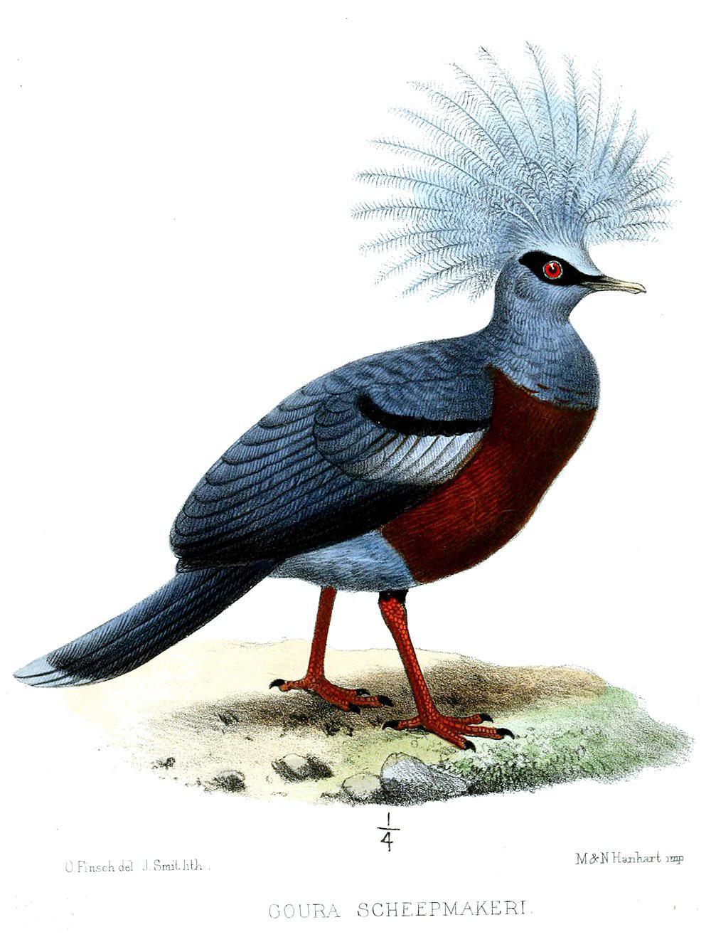 紫胸凤冠鸠 / Scheepmaker\'s Crowned Pigeon / Goura scheepmakeri