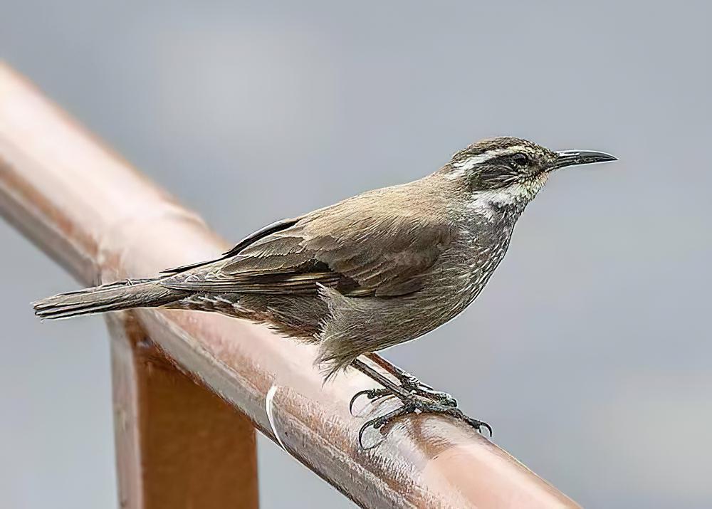 暗腹抖尾地雀 / Dark-bellied Cinclodes / Cinclodes patagonicus