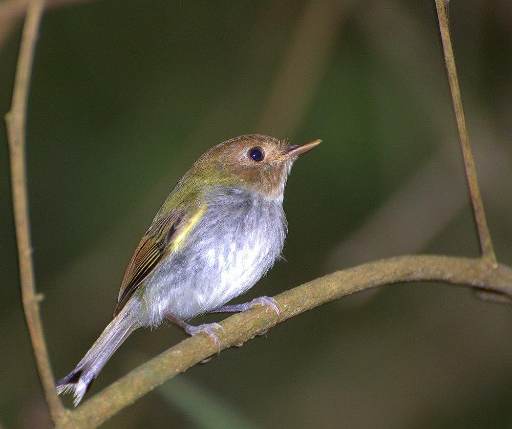 叉尾哑霸鹟 / Fork-tailed Tody-Tyrant / Hemitriccus furcatus