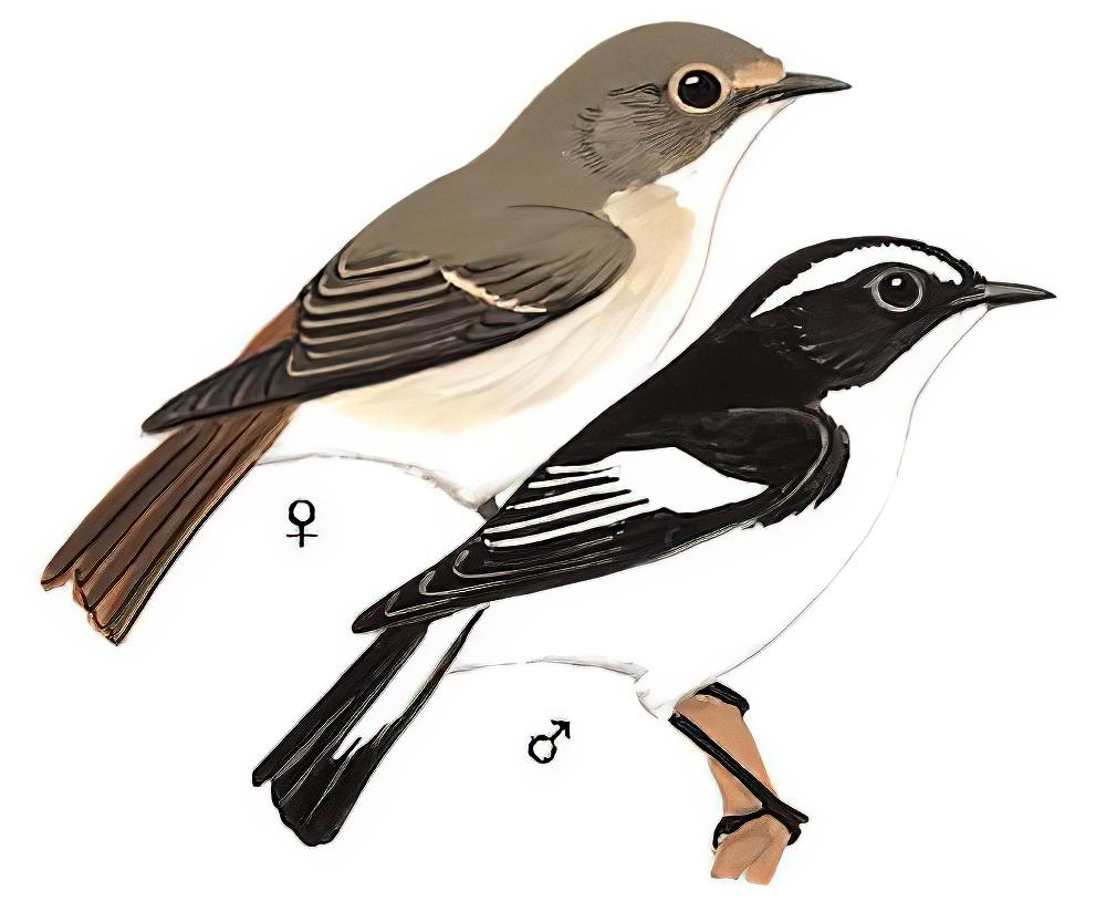 小斑姬鹟 / Little Pied Flycatcher / Ficedula westermanni