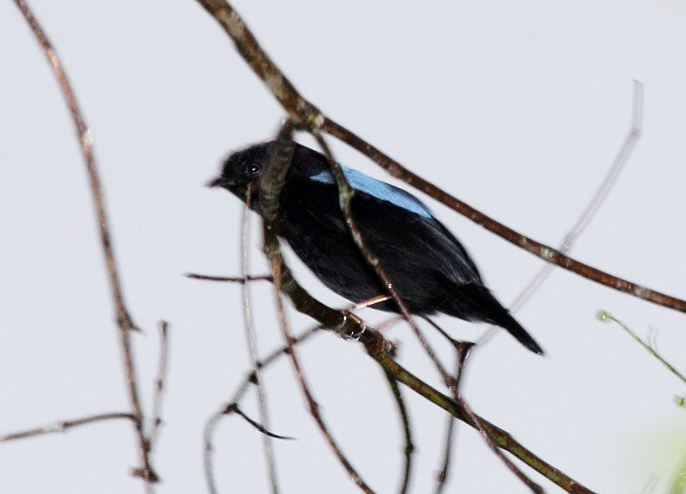 玻利维亚娇鹟 / Yungas Manakin / Chiroxiphia boliviana