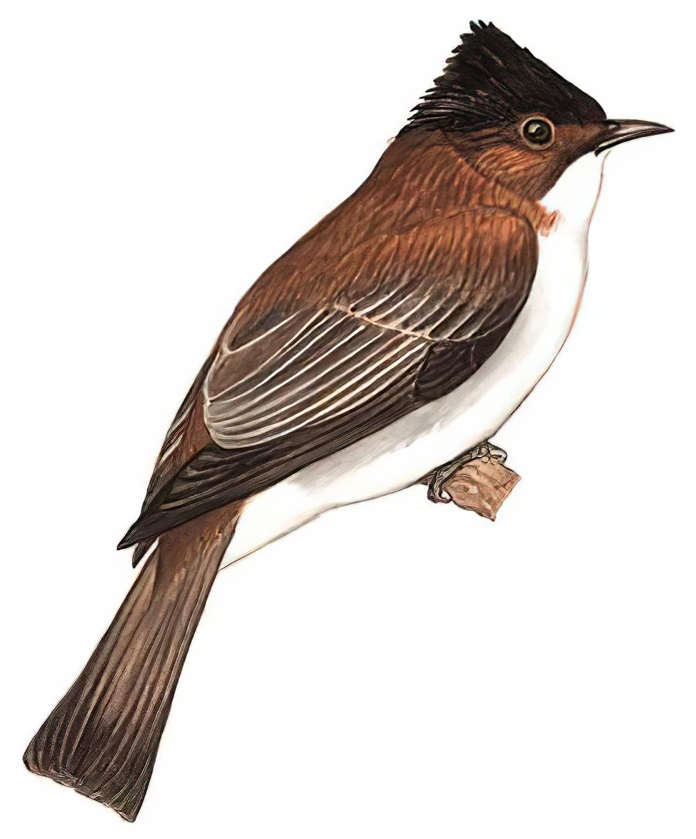 栗背短脚鹎 / Chestnut Bulbul / Hemixos castanonotus