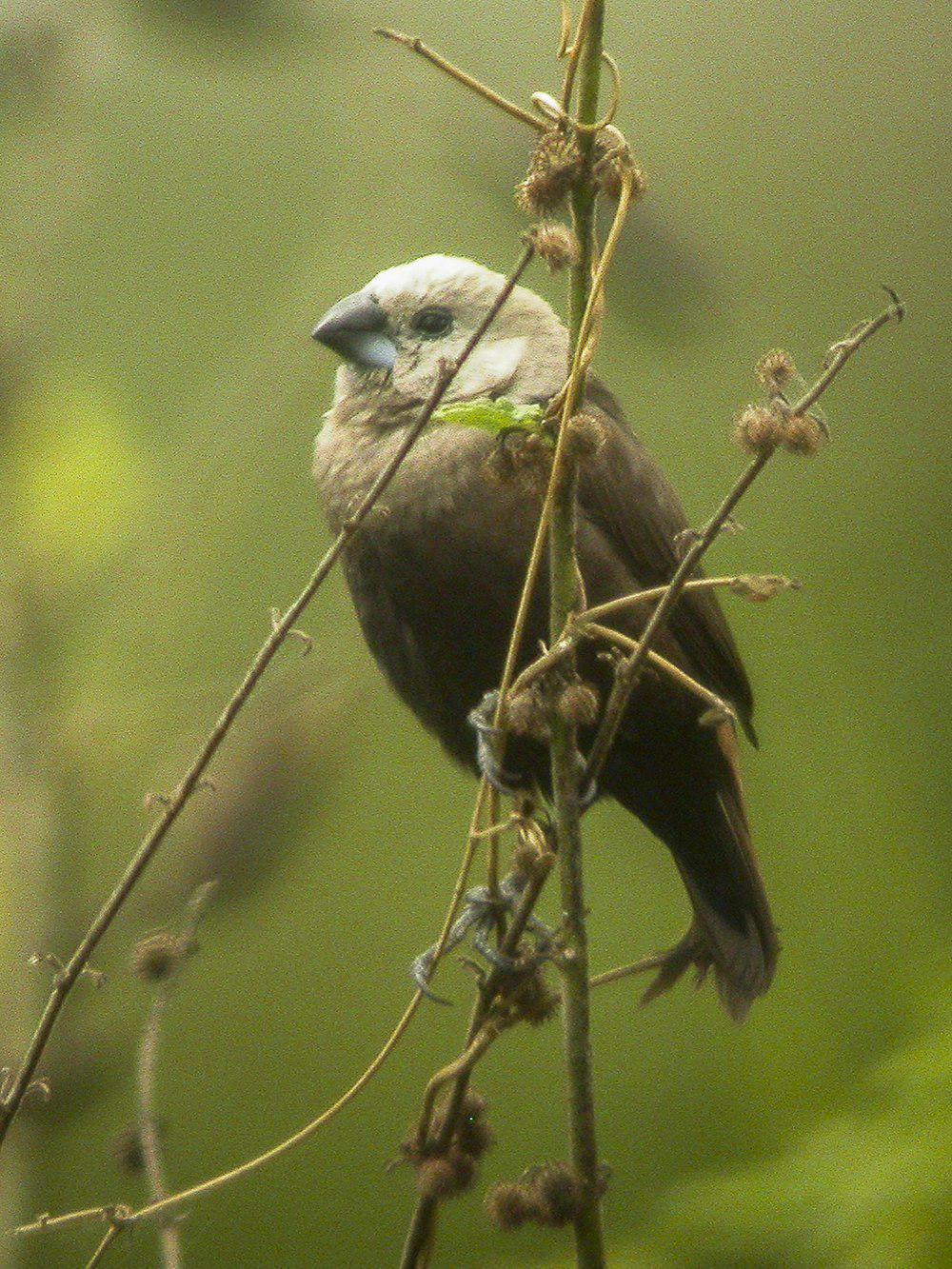 灰头文鸟 / Grey-headed Mannikin / Lonchura caniceps