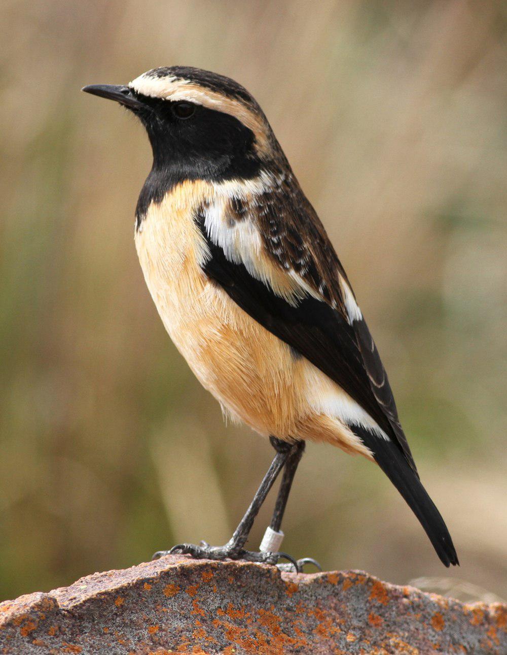 黄纹䳭 / Buff-streaked Chat / Campicoloides bifasciatus