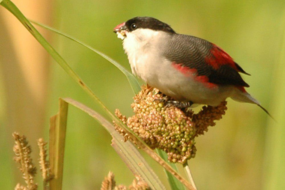 黑顶梅花雀 / Black-crowned Waxbill / Estrilda nonnula