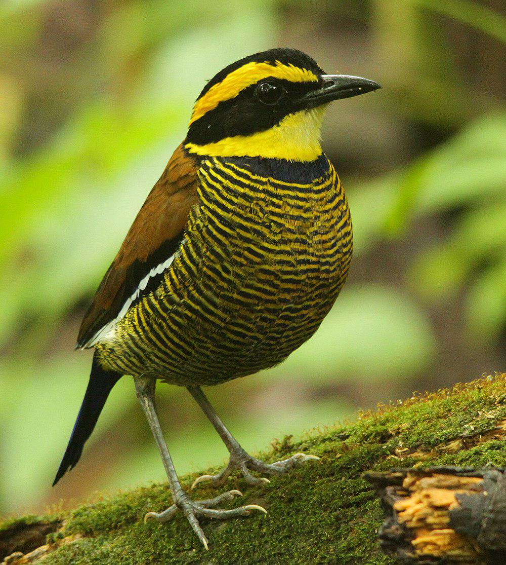 蓝尾八色鸫 / Javan Banded Pitta / Hydrornis guajanus