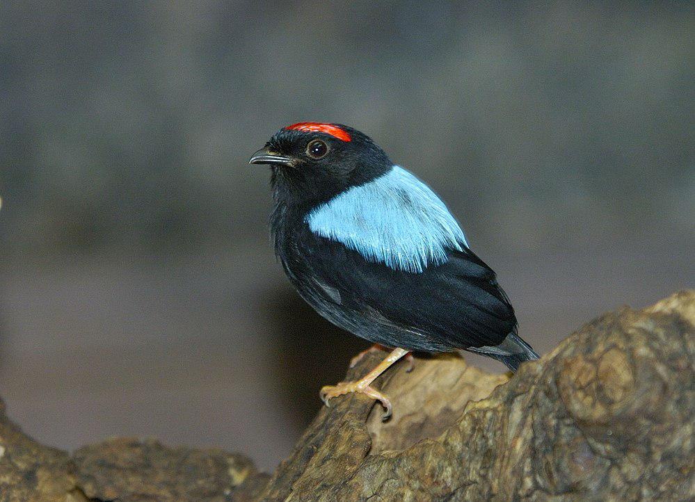 蓝背娇鹟 / Blue-backed Manakin / Chiroxiphia pareola