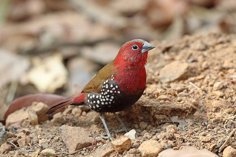 朱胸斑雀 / Red-throated Twinspot / Hypargos niveoguttatus