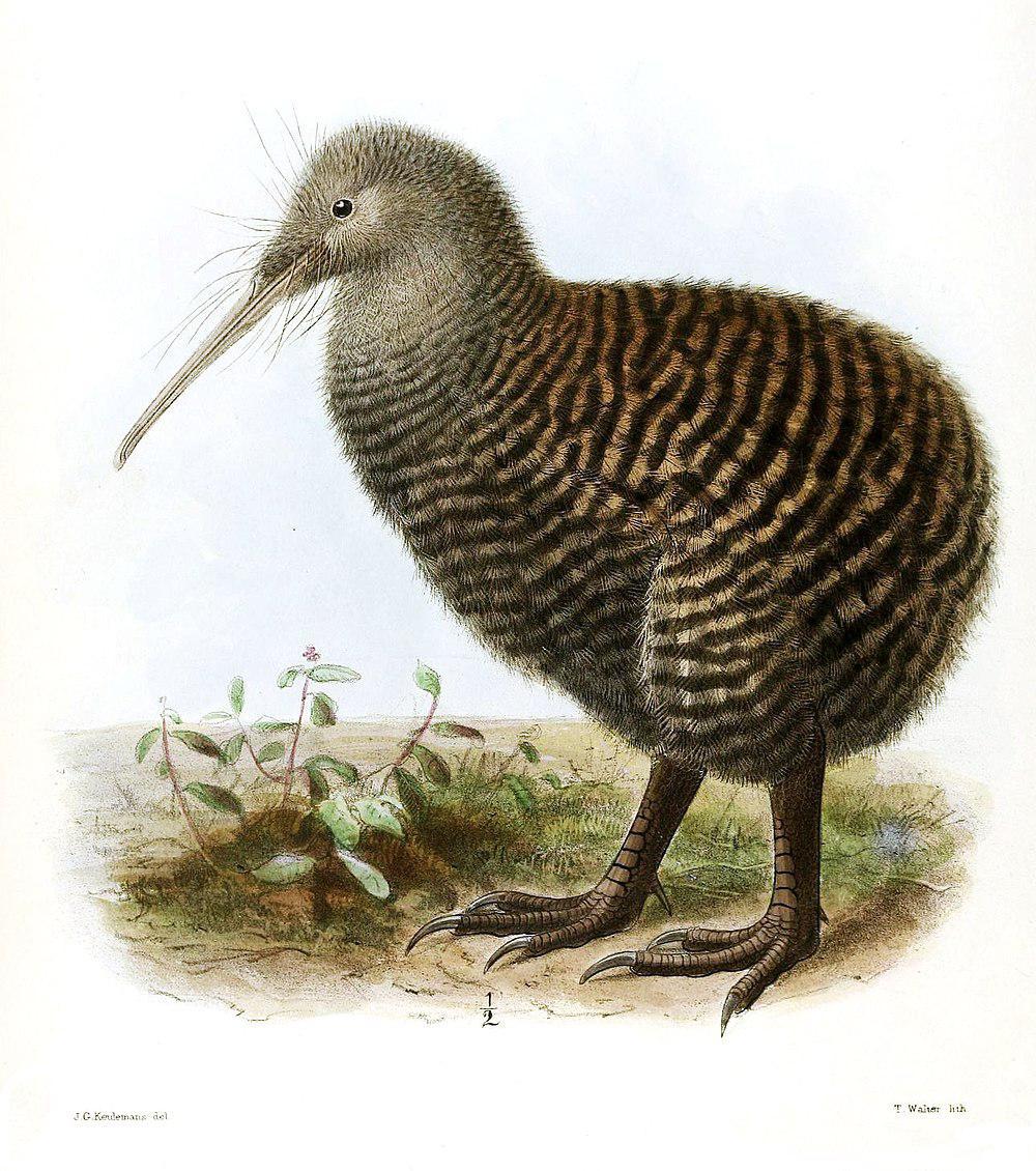 大斑几维 / Great Spotted Kiwi / Apteryx haastii