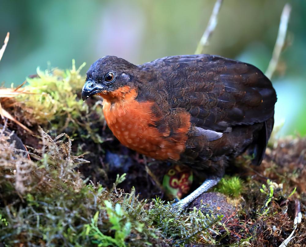 暗背林鹑 / Dark-backed Wood Quail / Odontophorus melanonotus