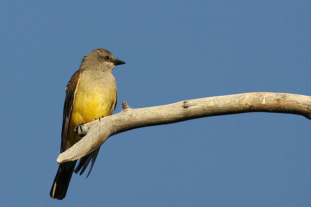 卡氏王霸鹟 / Cassin\'s Kingbird / Tyrannus vociferans