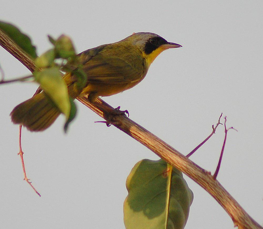 巴拿马黄喉地莺 / Chiriqui Yellowthroat / Geothlypis chiriquensis