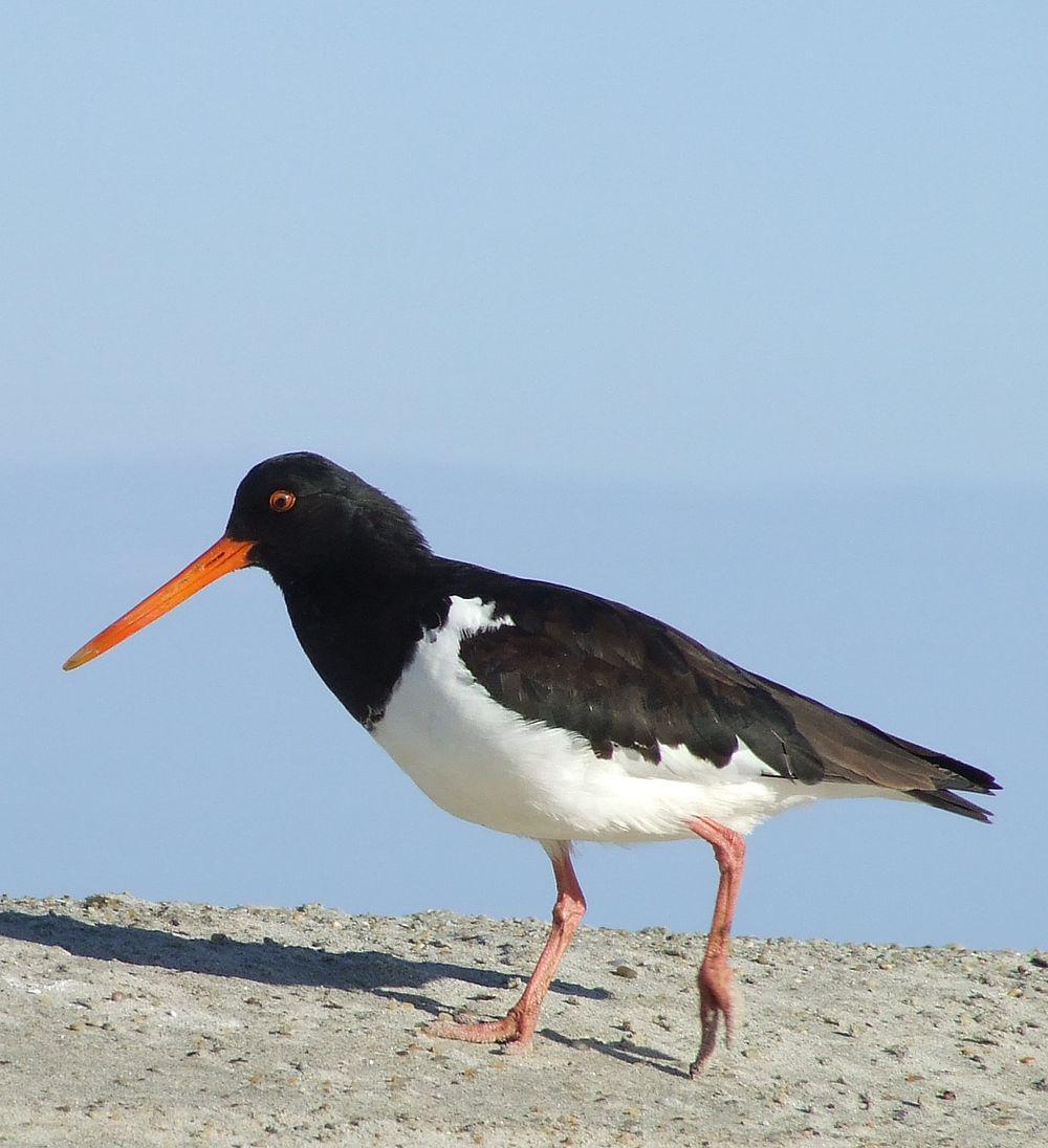 南岛斑蛎鹬 / South Island Oystercatcher / Haematopus finschi