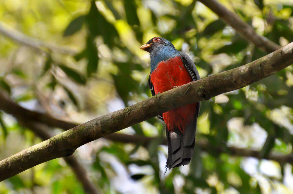 黑尾美洲咬鹃 / Black-tailed Trogon / Trogon melanurus