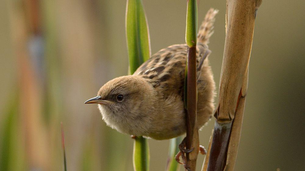 阿氏沼泽鹪鹩 / Apolinar\'s Wren / Cistothorus apolinari