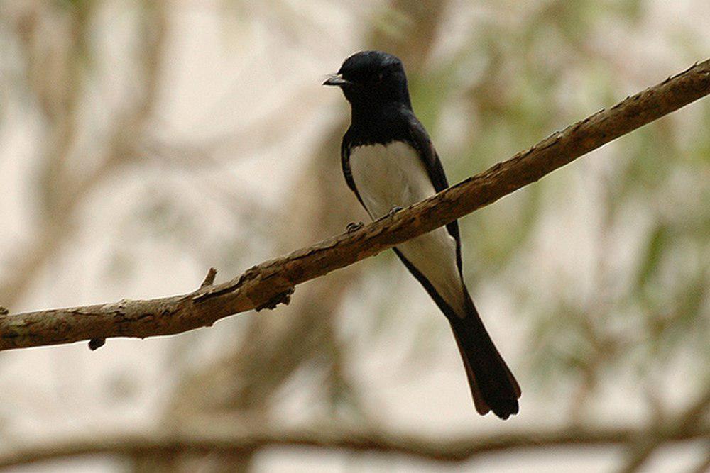 缎辉阔嘴鹟 / Satin Flycatcher / Myiagra cyanoleuca