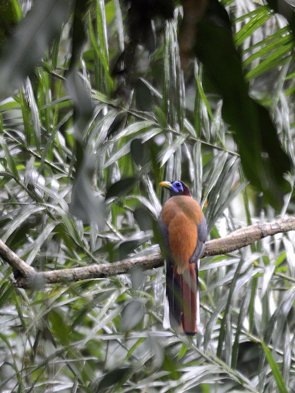 粉胸咬鹃 / Philippine Trogon / Harpactes ardens