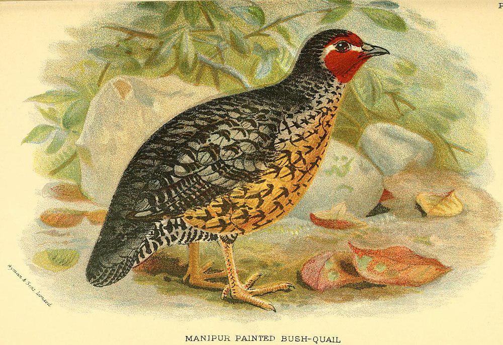 阿萨姆林鹑 / Manipur Bush Quail / Perdicula manipurensis