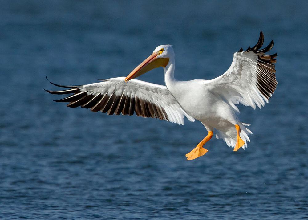 美洲鹈鹕 / American White Pelican / Pelecanus erythrorhynchos