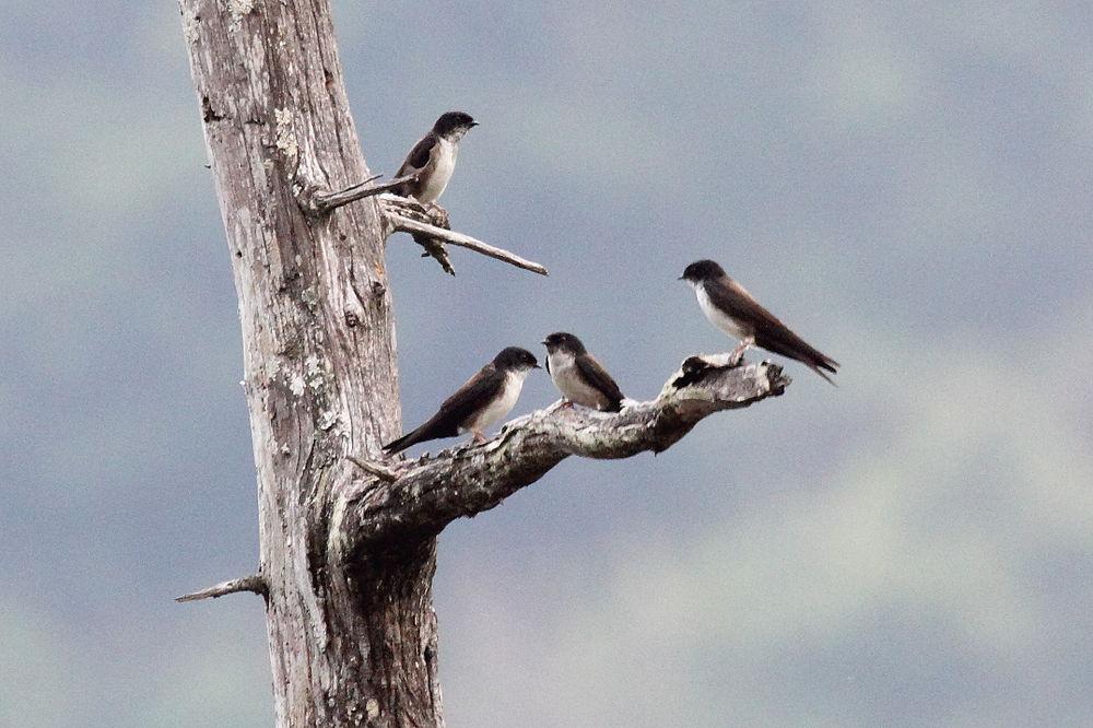 黑顶南美燕 / Black-capped Swallow / Notiochelidon pileata