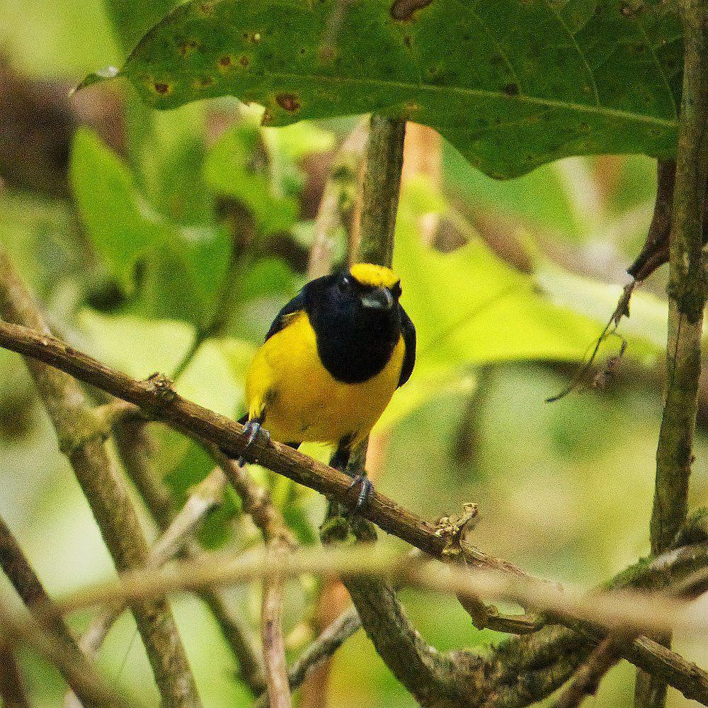 斑冠歌雀 / Spot-crowned Euphonia / Euphonia imitans