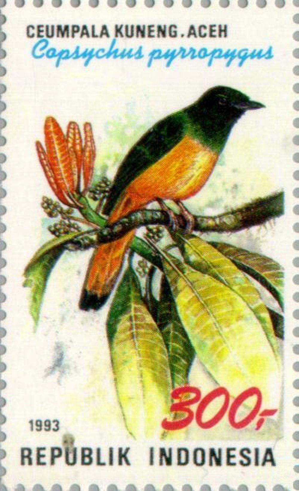 橙尾鹊鸲 / Rufous-tailed Shama / Copsychus pyrropygus