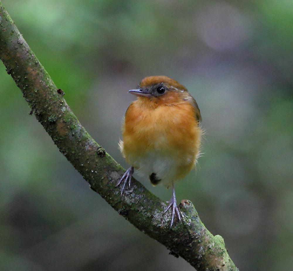 塞州食蚊鸟 / Ceara Gnateater / Conopophaga cearae